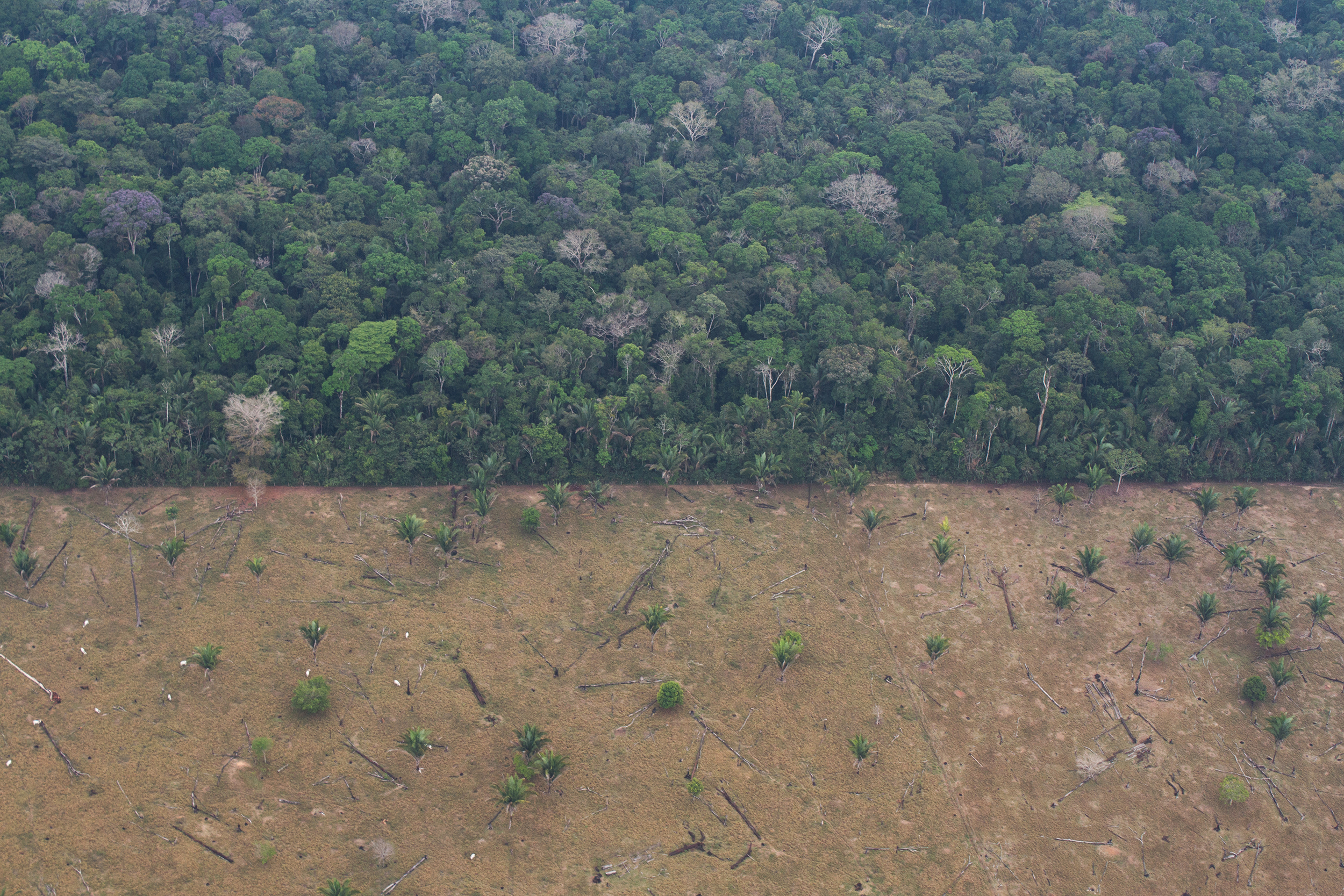 Déforestation en Amazonie